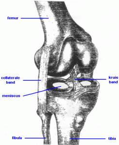 knie2